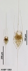 Kellicottia longispina