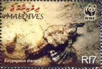 Eurypegasus draconis