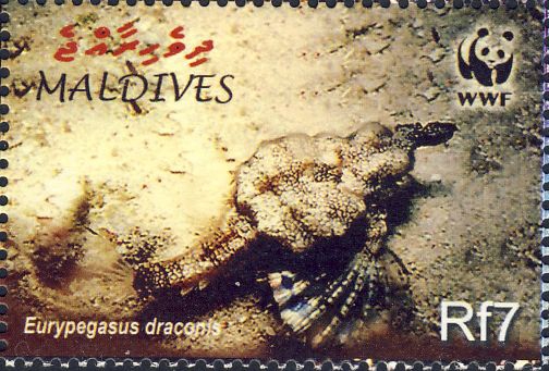 Eurypegasus draconis Eurypegasus draconis