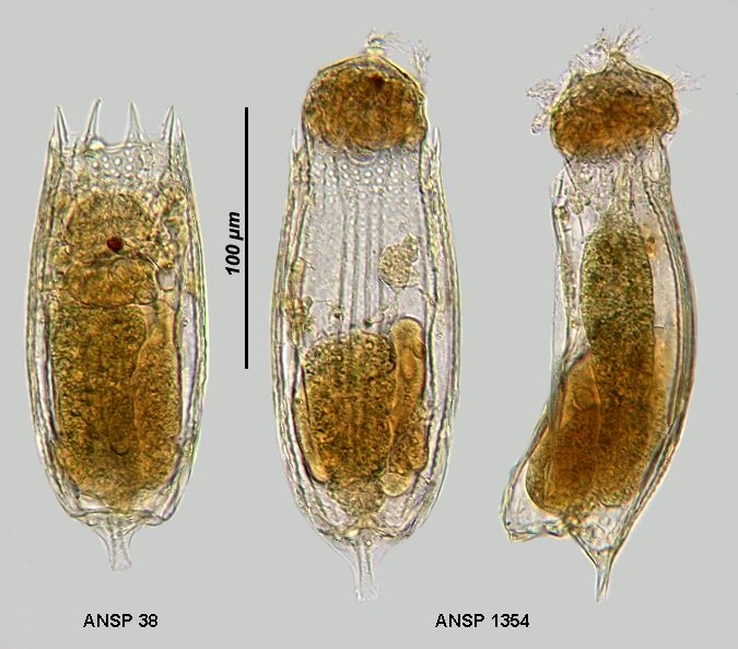 Notholca foliacea