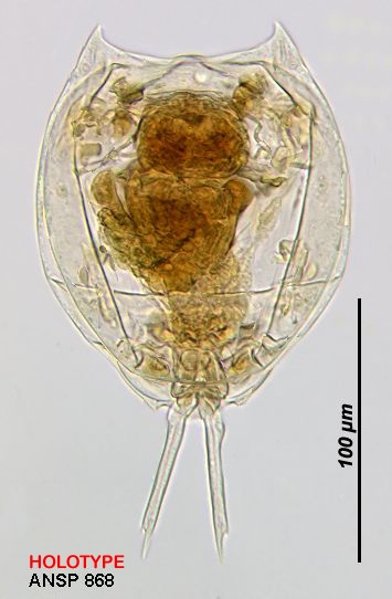 Lecane curvicornis var. miamiensis