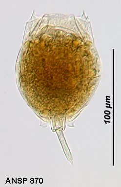 Lecane spinulifera
