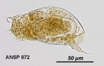 Colurella uncinata