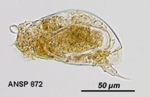 Colurella uncinata