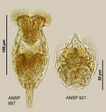 Testudinella epicopta