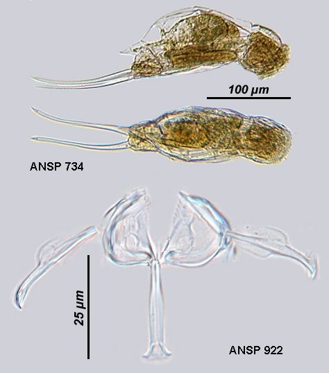 Cephalodella mucronata