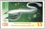 Anguilliformes