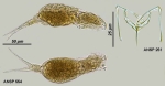 Dicranophorus corystis
