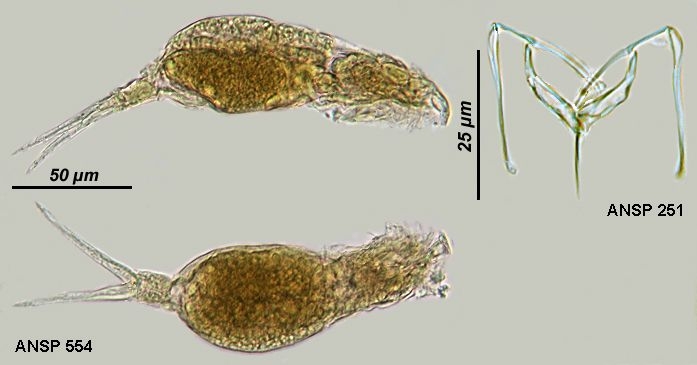 Dicranophorus corystis