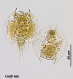 Lepadella quadricarinata