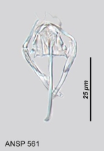 Notommata doneta