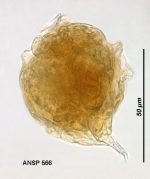 Lecane pumila