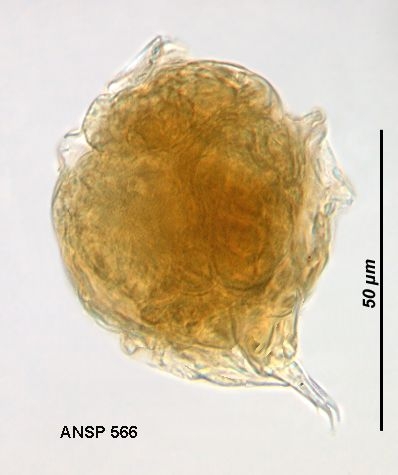 Lecane pumila