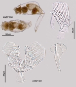Epiphanes macroura