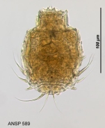 Macrotrachela multispinosa