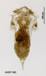 Synchaeta grandis