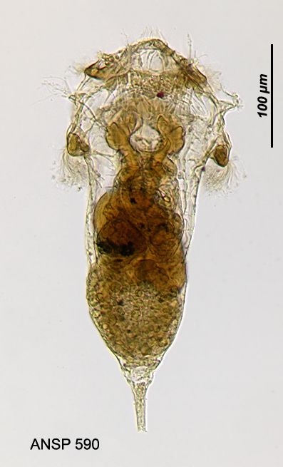 Synchaeta grandis