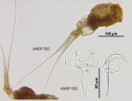 Monommata hyalina