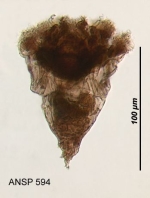 Synchaeta neapolitana