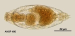 Drilophaga judayi