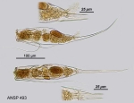 Filinia opoliensis var. brevispina