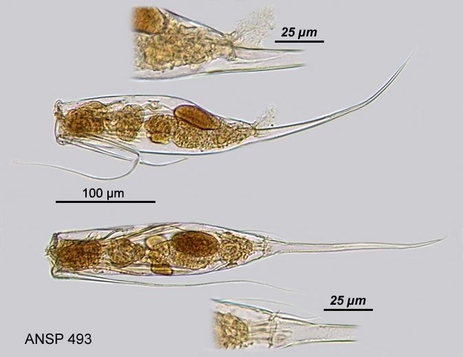 Filinia opoliensis var. brevispina