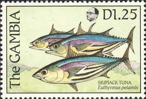 Euthynnus pelamis Euthynnus pelamis