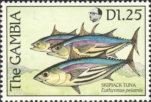 Euthynnus pelamis