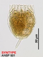 Lecane sympoda