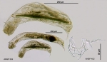 Tetrasiphon hydrocora