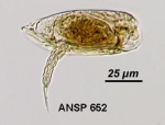 Colurella sulcata