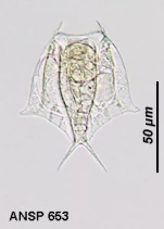 Lepadella pterygoida