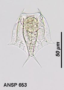Lepadella pterygoida