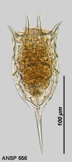 Keratella irregularis f. connectens
