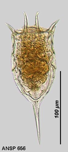 Keratella irregularis f. connectens