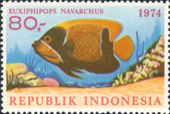Euxiphipops navarchus Euxiphipops navarchus