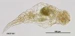 Cephalodella panarista