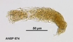 Wierzejskiella elongata