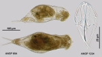Dicranophorus robustus