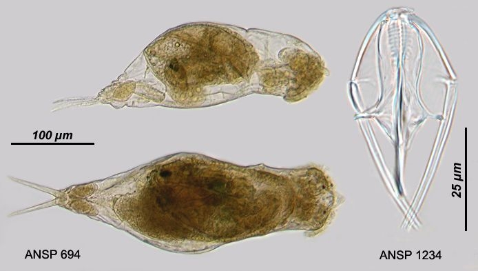 Dicranophorus robustus