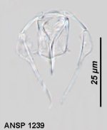 Dicranophorus semnus
