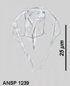Dicranophorus semnus