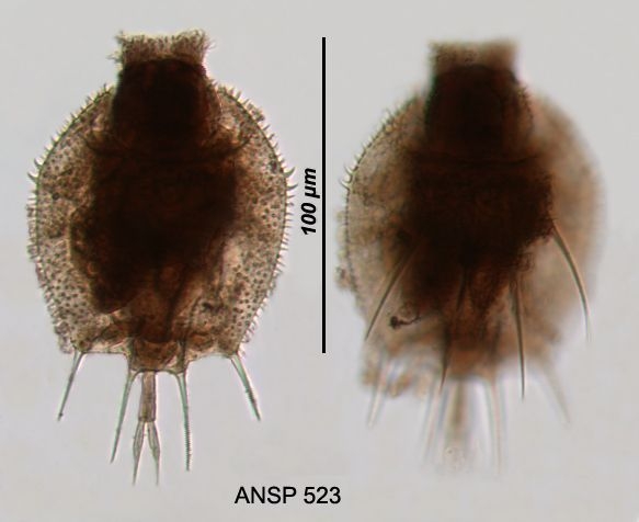 Macrochaetus sericus