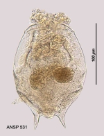 Brachionus caudatus