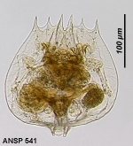 Brachionus quadridentatus f. cluniorbicularis