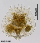 Brachionus quadridentatus f. cluniorbicularis