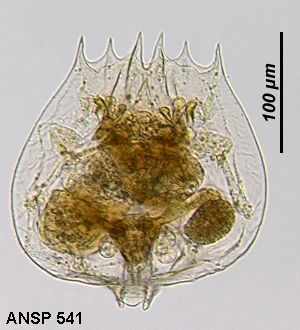 Brachionus quadridentatus f. cluniorbicularis