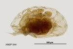 Lophocharis oxysternon