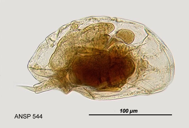 Lophocharis oxysternon