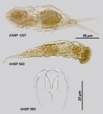 Dicranophorus luetkeni